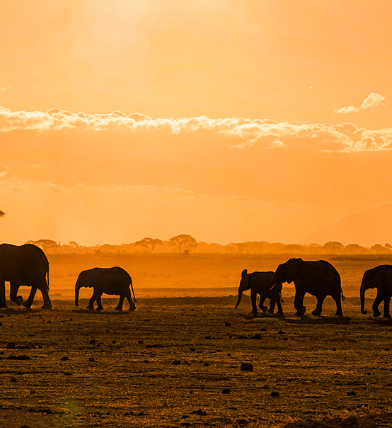 虎力全開，疫情兇猛他去非洲做了什么？